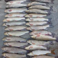 ماهی رودخانه