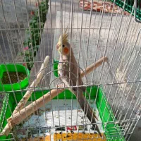 عروس هلندی ماده بالغ|پرنده|صومعه‌سرا, |دیوار