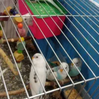 مرغ عشق|پرنده|اراک, |دیوار