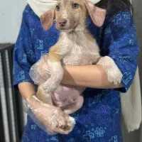 سگ میکس بومی