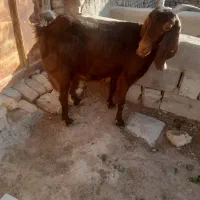 بز شیرا|حیوانات مزرعه|زارچ, |دیوار