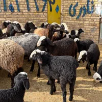 ۱۲ راس میش بره دار و دوقلوزا