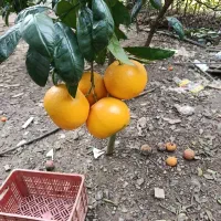 تامسون نایلون پیچ