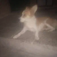 واگذاری سگ شیتزو باهووش
