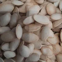 تخمه‌کدو‌تازه‌وپر‌خوشمزه|خوردنی و آشامیدنی|بروجرد, |دیوار