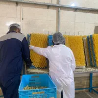 استخدام تعدادی نیرو خانم جهت کار خانه تولید نبات|استخدام صنعتی، فنی، مهندسی|رباطکریم, شهرک صنعتی زوارهای|دیوار