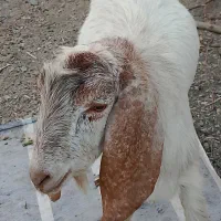 رودان برنطین|حیوانات مزرعه|رودان, |دیوار