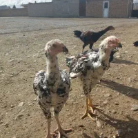 خروس لاری|حیوانات مزرعه|مشهد, یاس|دیوار