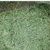 کاه یونجه سبز|حیوانات مزرعه|شهرکرد, |دیوار