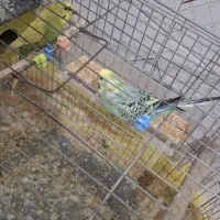 پرنده معاوزه