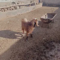 گوسفند|حیوانات مزرعه|نیشابور, دربقاضی|دیوار