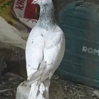 کوهی گرفتنی نر