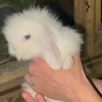 خرگوش لوپ|موش و خرگوش|شاهینشهر, شهرک میلاد|دیوار