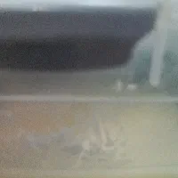 مقداری ماست پیدا شده