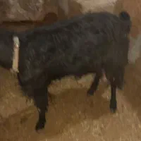 بز دو قلوزا|حیوانات مزرعه|شهرکرد, |دیوار