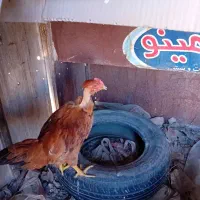 خروس شمال