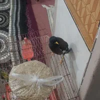 مینا|پرنده|آبادان, |دیوار