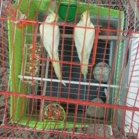 یک جفت عروس هلندی