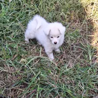 سگ اشپیتز ۲ ماه و ۱۰روز|سگ|رودسر, |دیوار