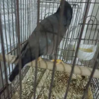 مرغ مینا سخنگو