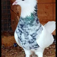 کبوتر|پرنده|کرمان, |دیوار