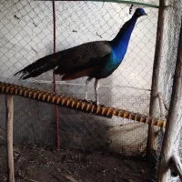 طاووس هندی|پرنده|قائم‌شهر, |دیوار