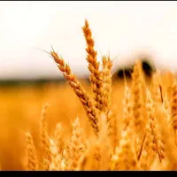 خریدار. گندم نقدی