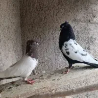 کبوتر سینه بی غلط کلنگی، معاوضه با عروس هلندی،قفس