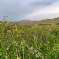 راهنمایی داوطلبانه