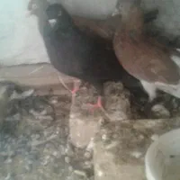 دوجفت کفترپرشی|پرنده|یزد, |دیوار