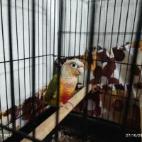 گرینچیک آناناسی دبل رد|پرنده|بندر انزلی, سامانسر|دیوار