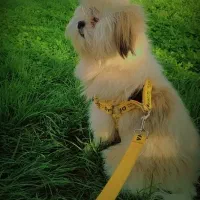 واگذاری سگ شیتزو