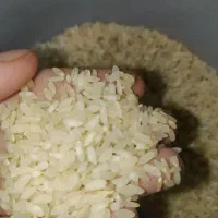 برنج درجه یک کامفیروزی|خوردنی و آشامیدنی|شیراز, محراب|دیوار
