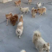 واگذاری تعدادی سگ