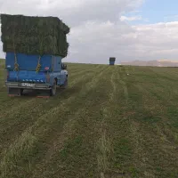 یونجه|خدمات باغبانی و درختکاری|قیدار, |دیوار