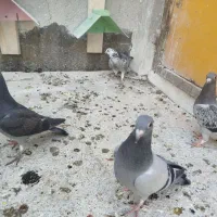 کبوتر پلاکی