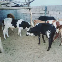 فروش ۷عدد گوساله