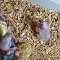 جفت مرغ عشق جفت کوتوله جوجه گرینیچیک و کوتوله