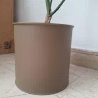 اِفوربیا تیروکالی|گل و گیاه طبیعی|تهران, سردارجنگل|دیوار