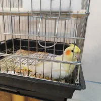 معاوضه یک جفت عروس هلندی دستی درجه یک|پرنده|کاشان, الغدیر|دیوار