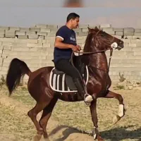 مادیان ترکی سواری دار شکم طلا