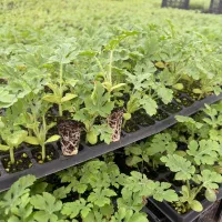 نشاء خربزه داناب.هندوانه گرد و بیضی