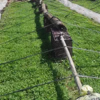 نشاء گوجه فرنگی