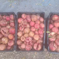 انار آبگیری و ربی