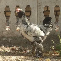 مرغ تخم گذار|حیوانات مزرعه|مشهد, ویلاشهر|دیوار