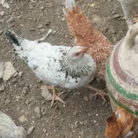 مرغ محلی|حیوانات مزرعه|رشت, لاکان شهر|دیوار