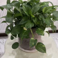 گل مصنوعی خوش رنگ|گل و گیاه طبیعی|تهران, هفده شهریور|دیوار