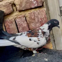 نروماده شنری قالبچه ای گل سرخ و ماده تک