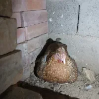 تعدادی مرغ خروس