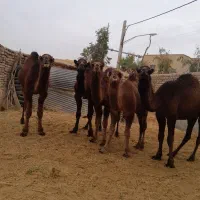 5 تا. شتر چاق